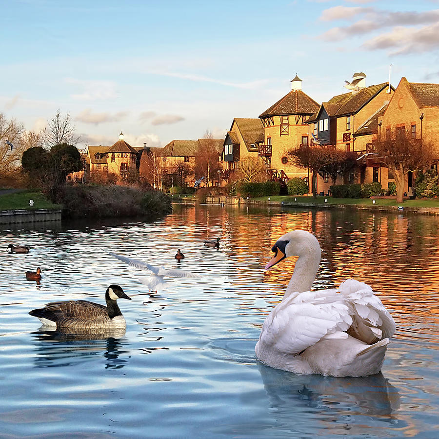 Wildlife On The River Square Photograph by Gill Billington