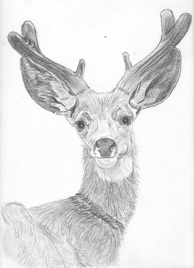 Wildlife Original Sketch Deer by Pigatopia Drawing by Shannon