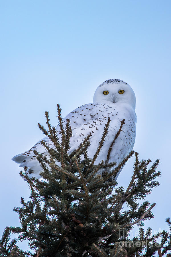 Wildlife Snowy Owl -3408 Photograph by Norris Seward