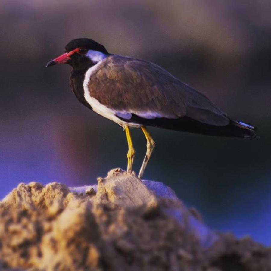 Wildlife Photograph - #wildlife #wildlifephotography #bird by Vikas Rathee
