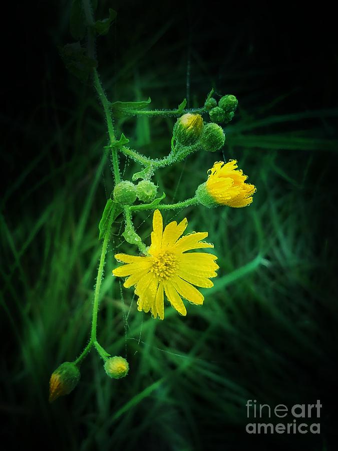 Wildly Yellow Photograph by Maria Urso