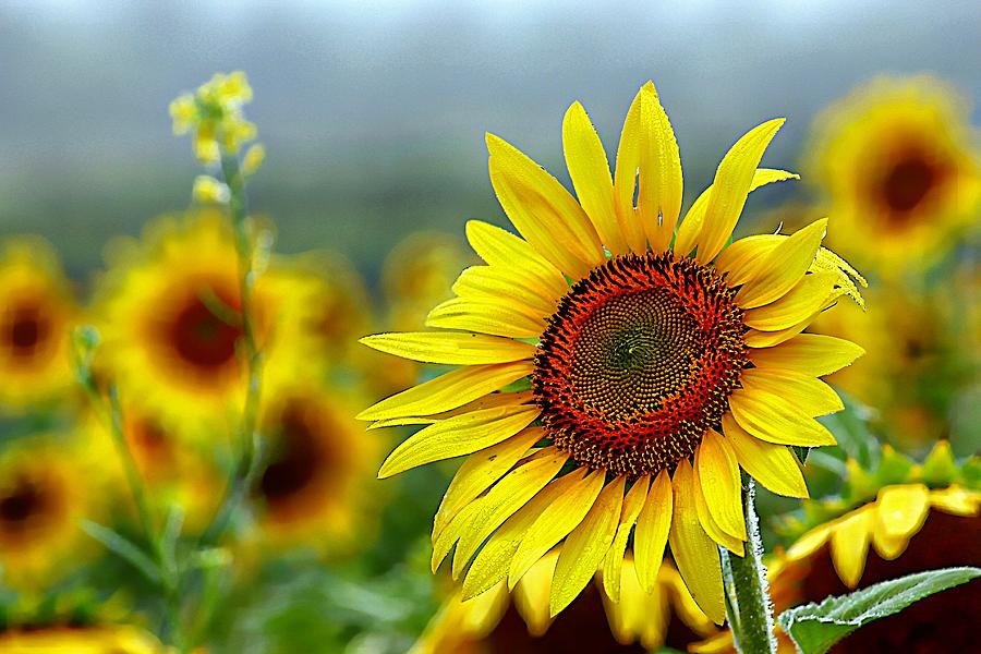 Wildly Yellow Sunflowers Photograph by Karen McKenzie McAdoo