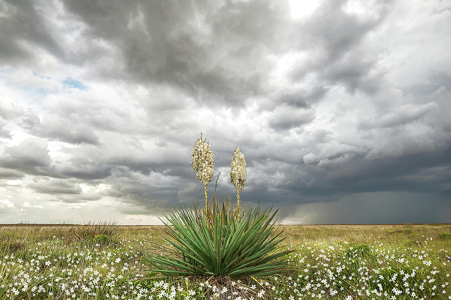 Wildorado Yucca Photograph by Scott Cordell