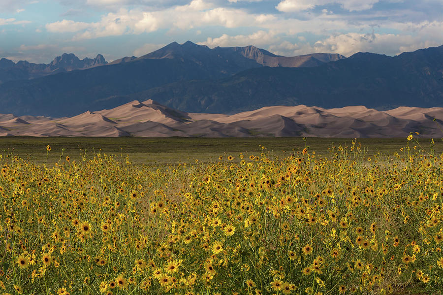 Wild Sunflowers Shine in the Grasslands of the Great Sand Dunes N Photograph by Bridget Calip
