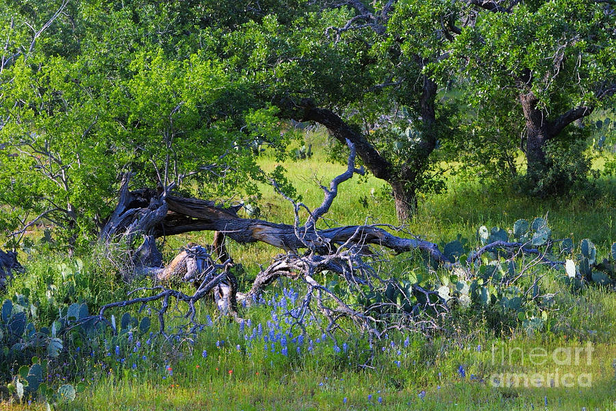 WildTexas Spring Photograph by Linda Phelps