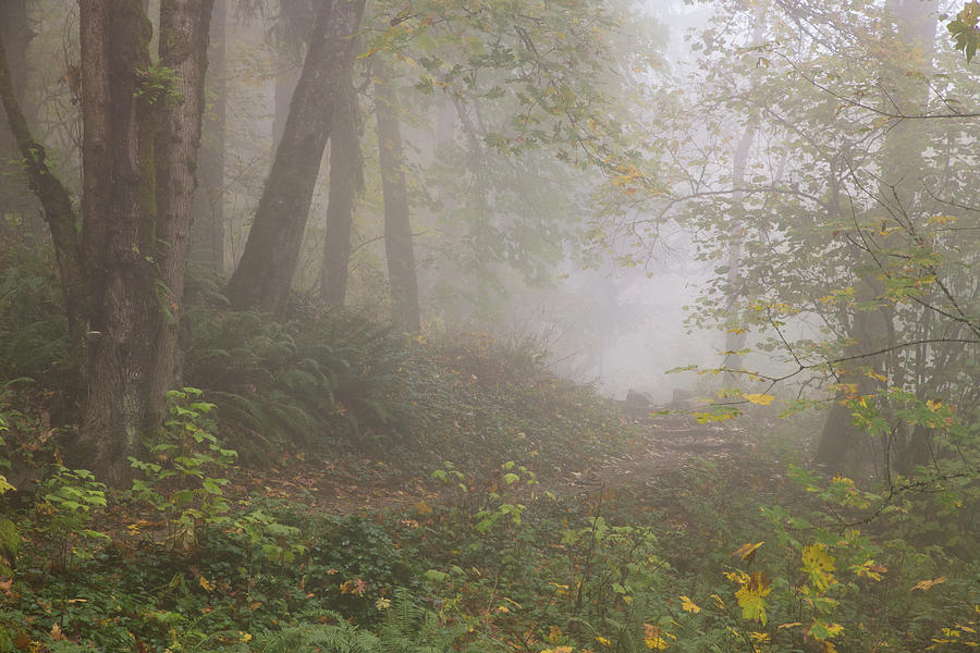 Wildwood trail fog Photograph by Kunal Mehra