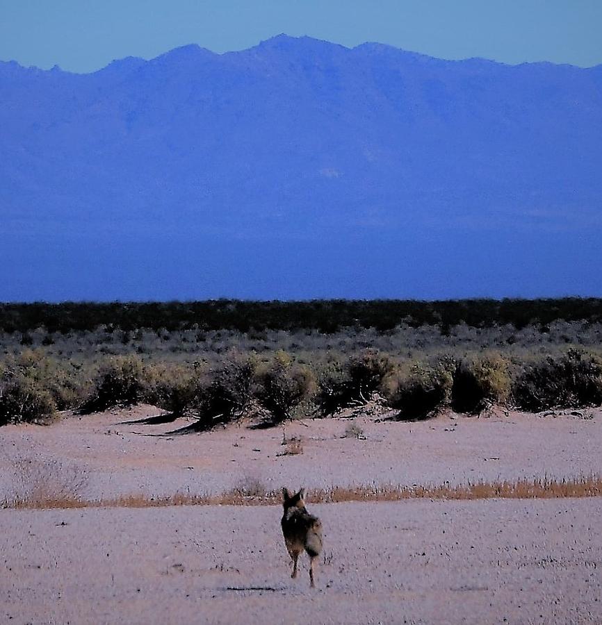 Wile E Coyote Says Photograph by John Glass