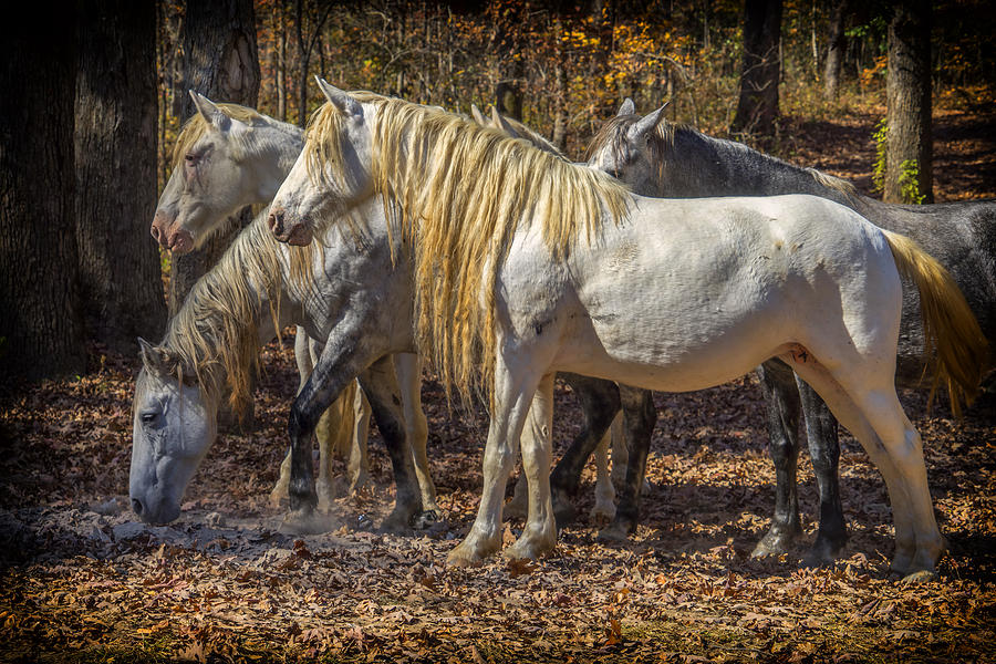 Wild Horses Missouri Ozarks DSC09347 Photograph by Greg Kluempers