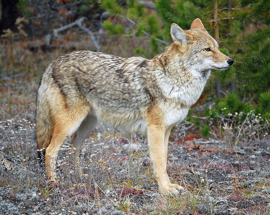 Wiley Coyote Photograph by Arthur Flores - Fine Art America