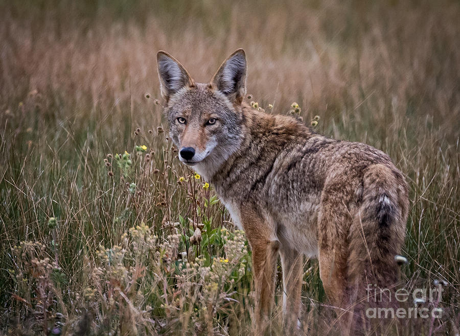 Wiley Coyote Photograph by Webb Canepa