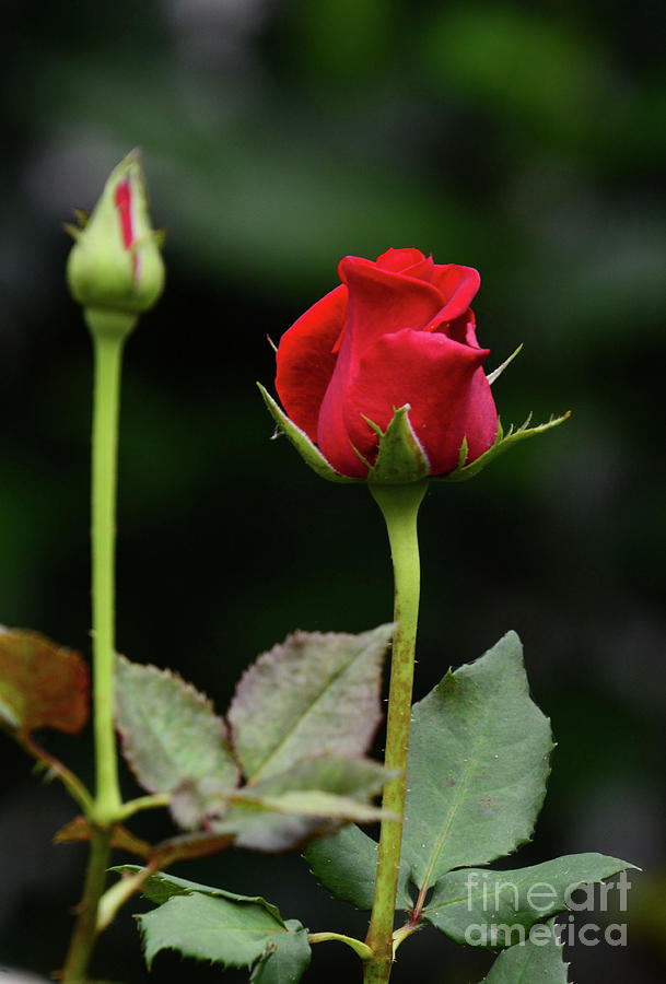 Will You Accept This Rose Photograph by Cindy Manero