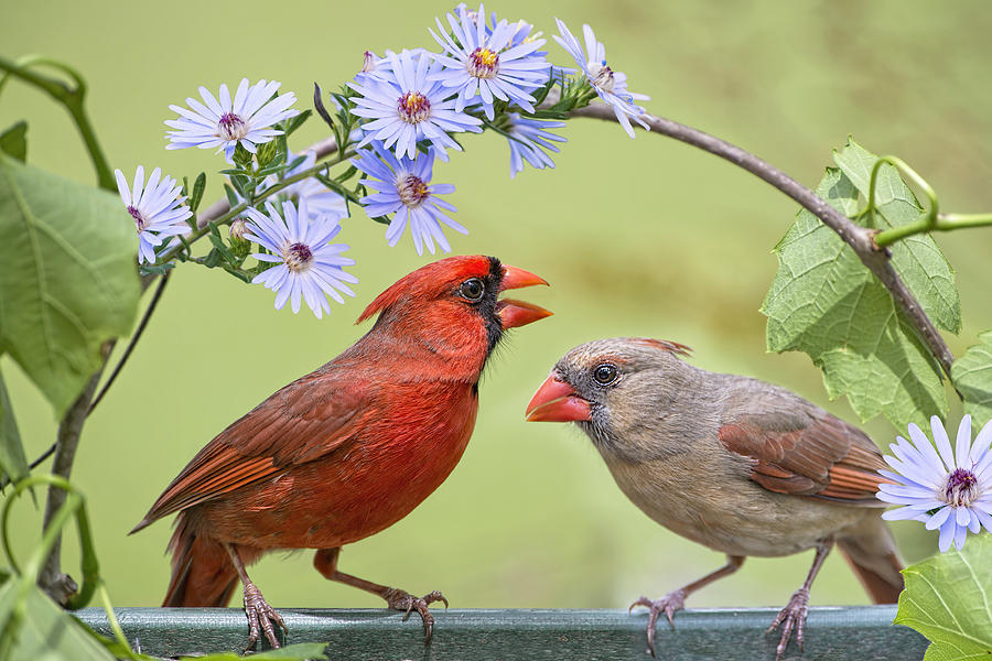 Redbirds Photograph - Will you marry me by Bonnie Barry