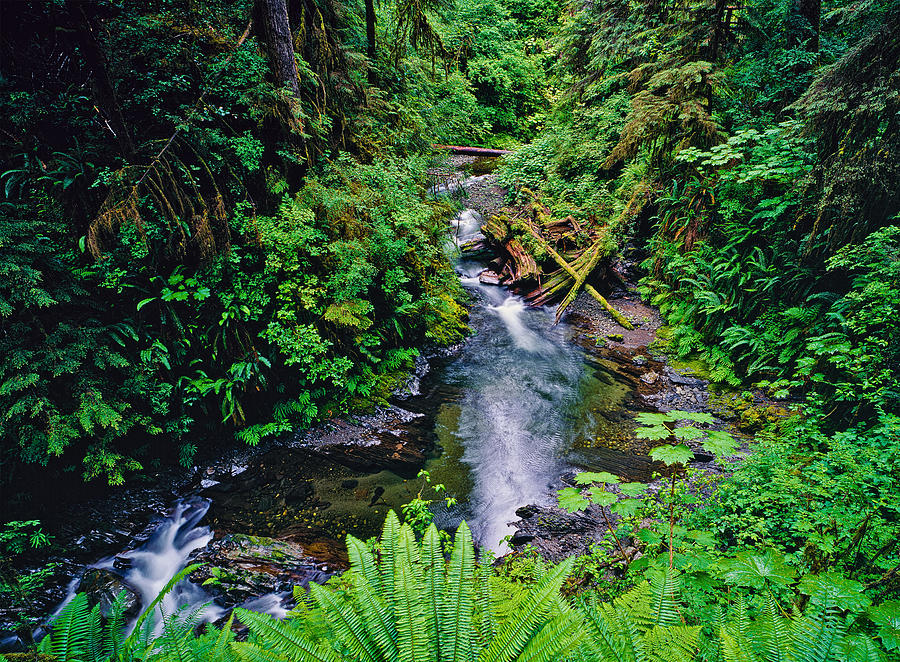 Olympic National Park Photograph - Willaby Creek 1993 by Tim Rayburn