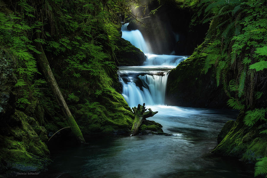 Lush Willaby by Expressive Landscapes Nature Photography Lush Willaby by Expressive Landscapes Nature Photography