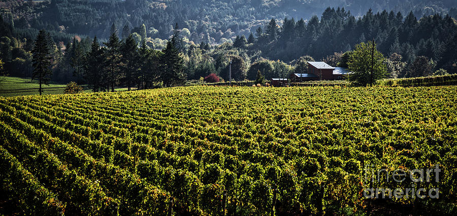 Willamette Valley Vineyard and farmhouse  Photograph by Bruce Block