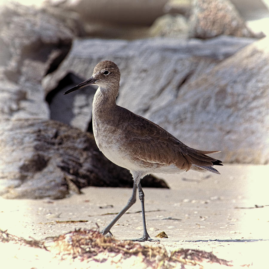Willet 2 by Andrew Chianese Willet 2 by Andrew Chianese