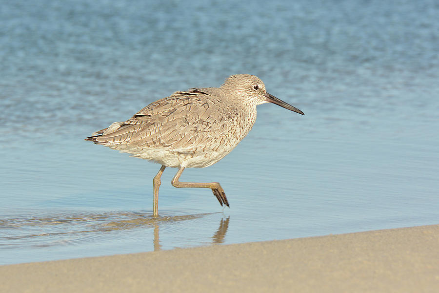 Willet Photograph by Alan Lenk