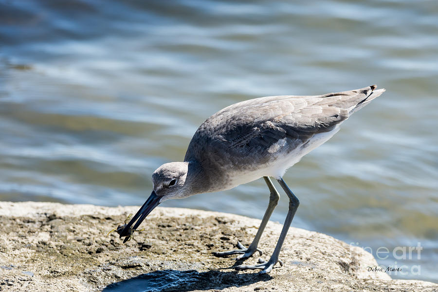 Willet and Crab Meal Photograph by Debra Martz