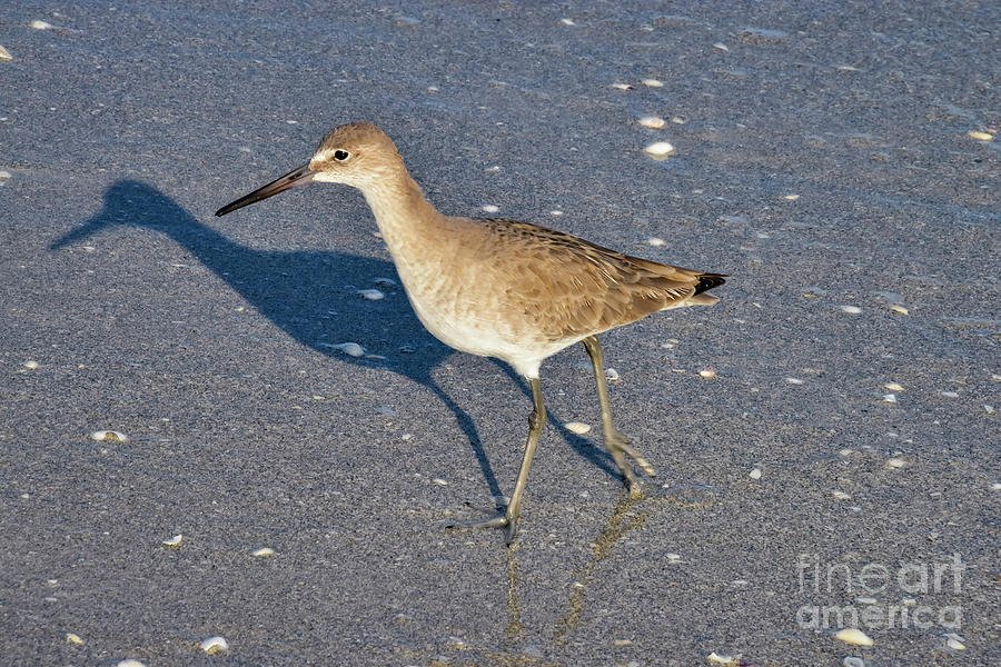 Willet and Shadow Photograph by Bob Phillips