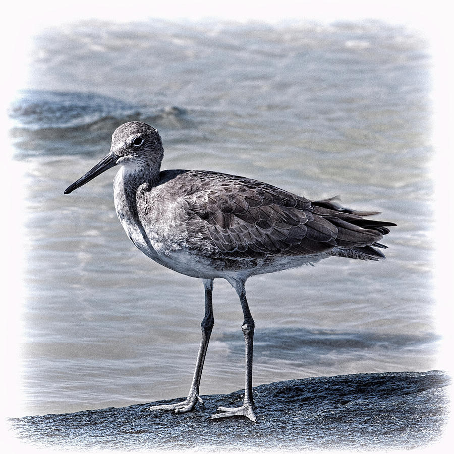 Willet by Andrew Chianese Willet by Andrew Chianese