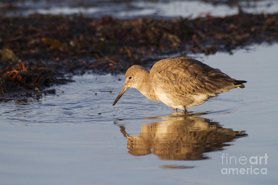 Willet at the river Photograph by Ruth Jolly