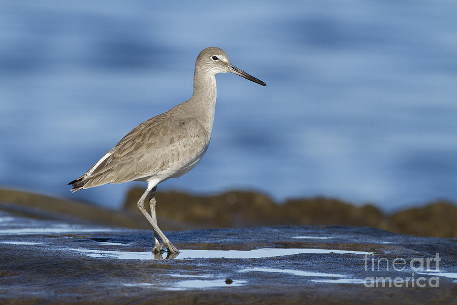 Willet Photograph by Bryan Keil