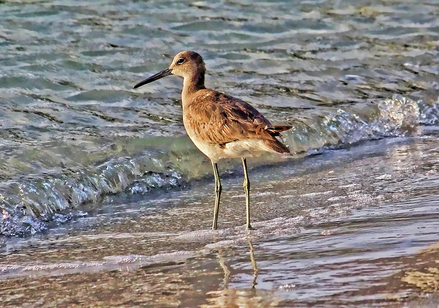 Willet By The Sea Photograph by HH Photography of Florida