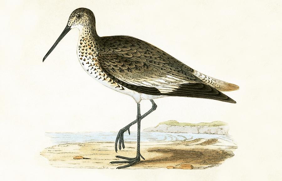 Nature Painting - Willet by English School