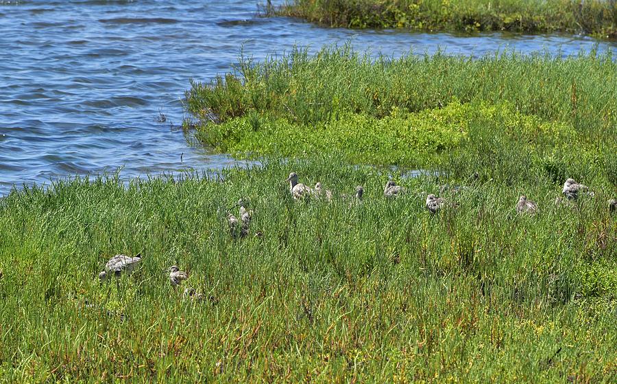 Willet Family Group Photograph by Linda Brody