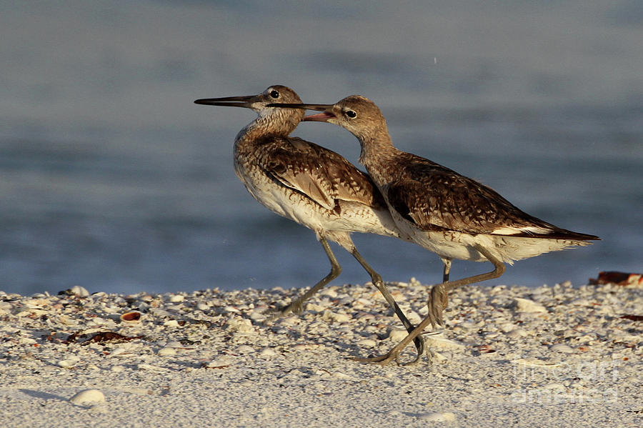 Willet Fight Photograph