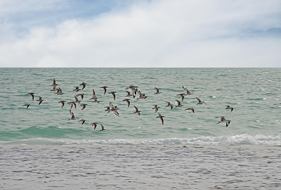 Willet Fly By Photograph by Gordon Ripley