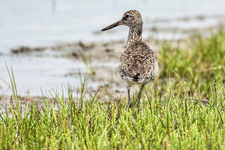 Willet Photograph by Gary E Snyder