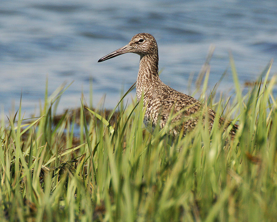 Willet in the Grass Photograph by William Selander