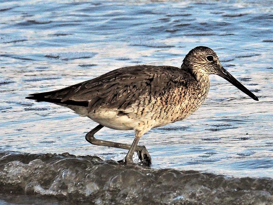 Willet Photograph by Jerry Connally