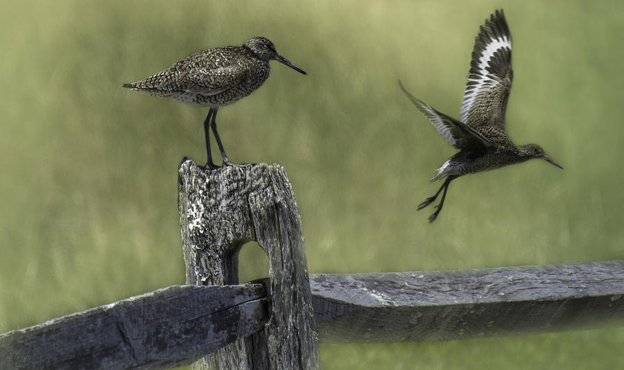 Willet Photograph by Mary Clough
