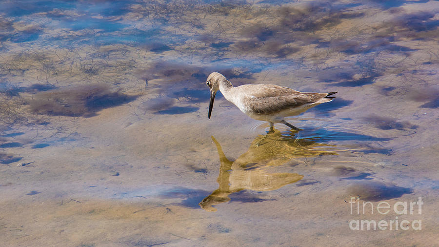 Willet No.1 Photograph by John Greco