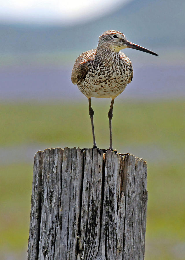Willet of Camas Prairie Photograph by Michelle Halsey