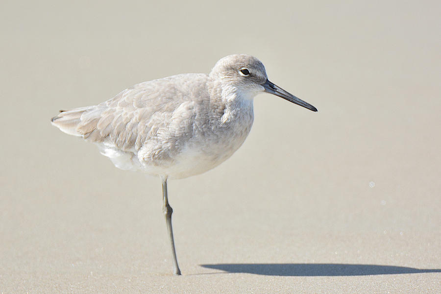 Willet on One Leg Photograph by Alan Lenk