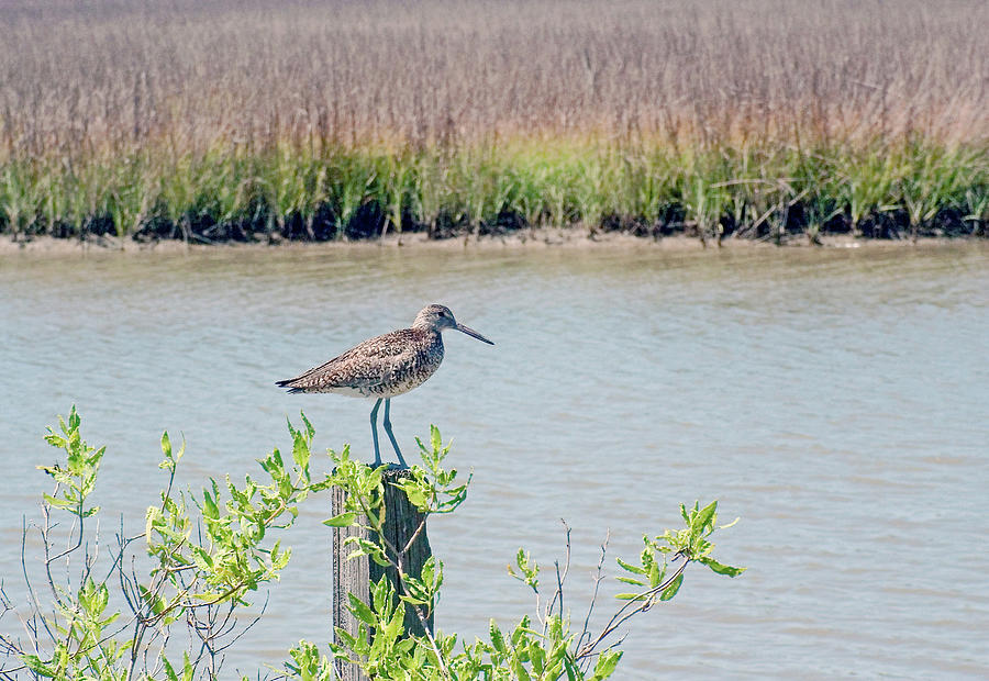Willet On Pileing Photograph
