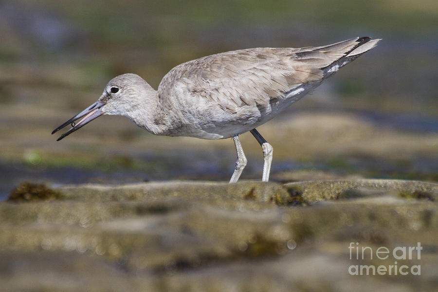 Willet on the Beach Photograph by Ruth Jolly