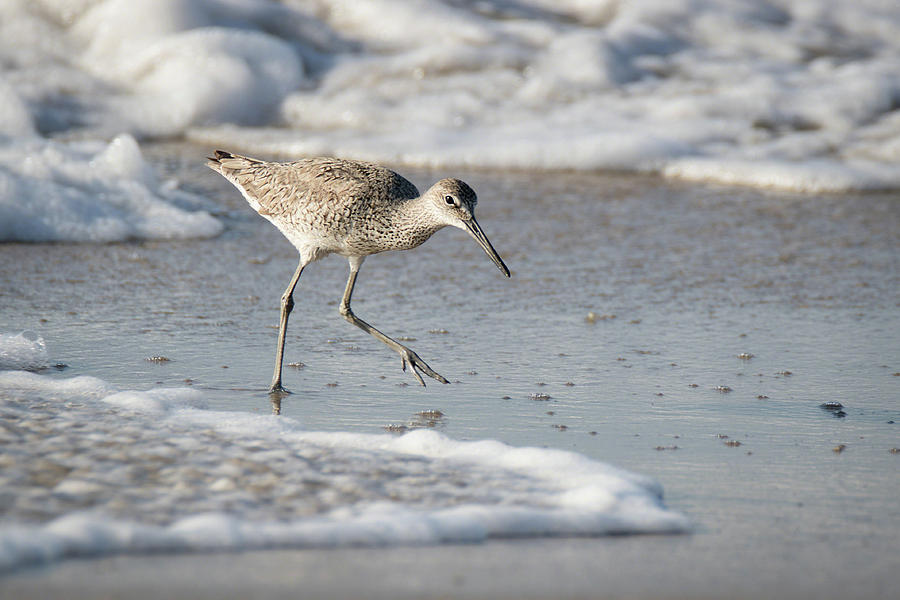 Willet on the Run Photograph by Dawn Currie