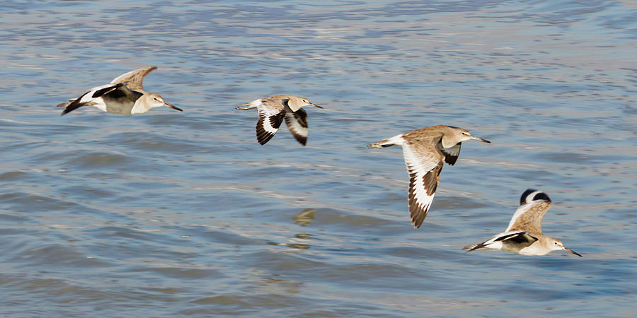Willet Quartet Photograph by Dawn Currie