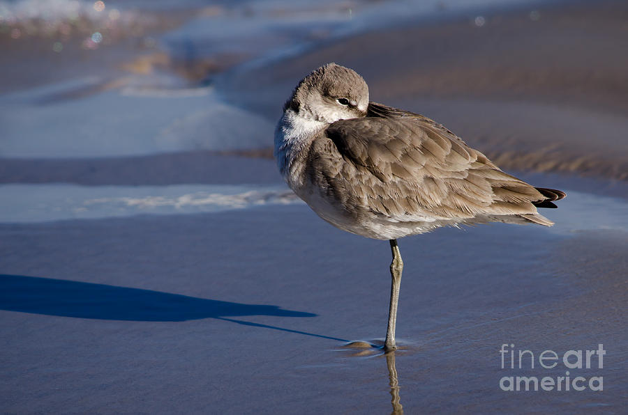 Willet Resting at the Beach Photograph by Debra Martz