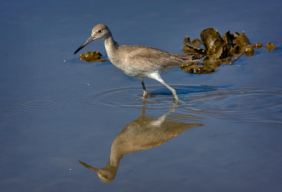 Willet Searching for Food in an Oyster Bed Photograph by Louise Heusinkveld
