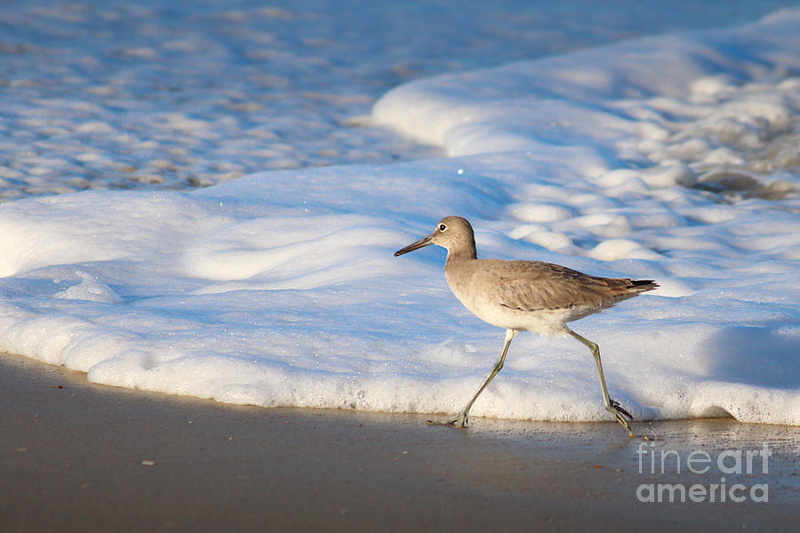 Willet Stride Photograph by Karin Everhart
