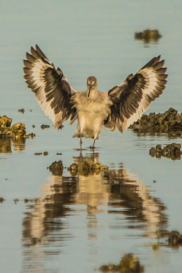 Willet Symmetry Photograph by Karl Mahnke