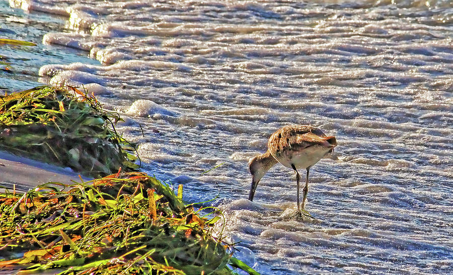 Willet Walk Photograph by HH Photography of Florida