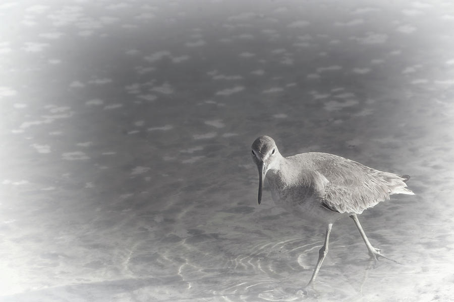 Willet Walk - Misty Beach Morning Photograph by Mitch Spence