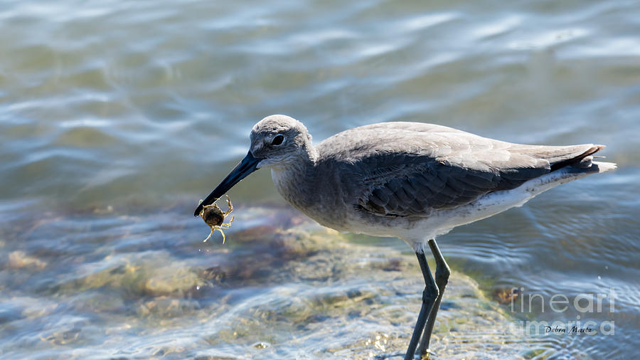Willet With a Crab Photograph by Debra Martz