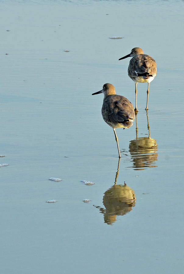 Willets on Jekyll Photograph by Bruce Gourley